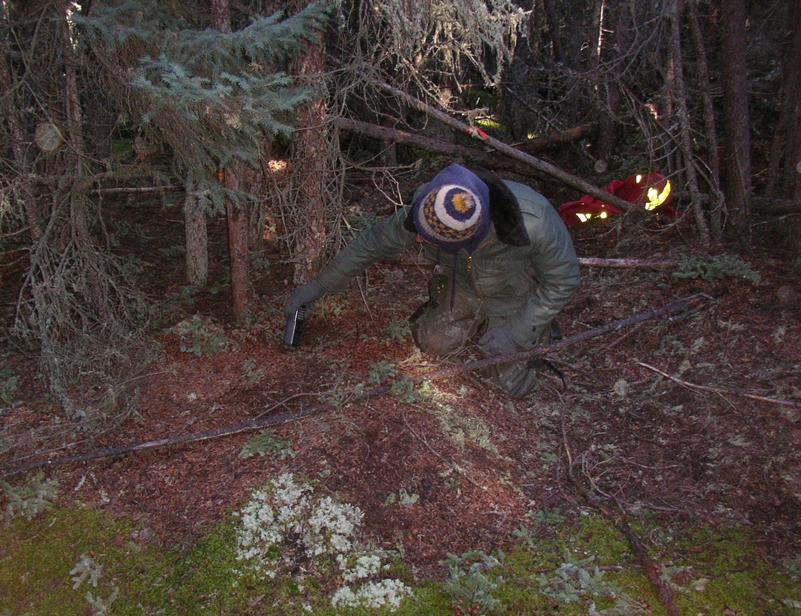 Steve at a red squirrel midden hibernacula for toad MOR at the boreal area